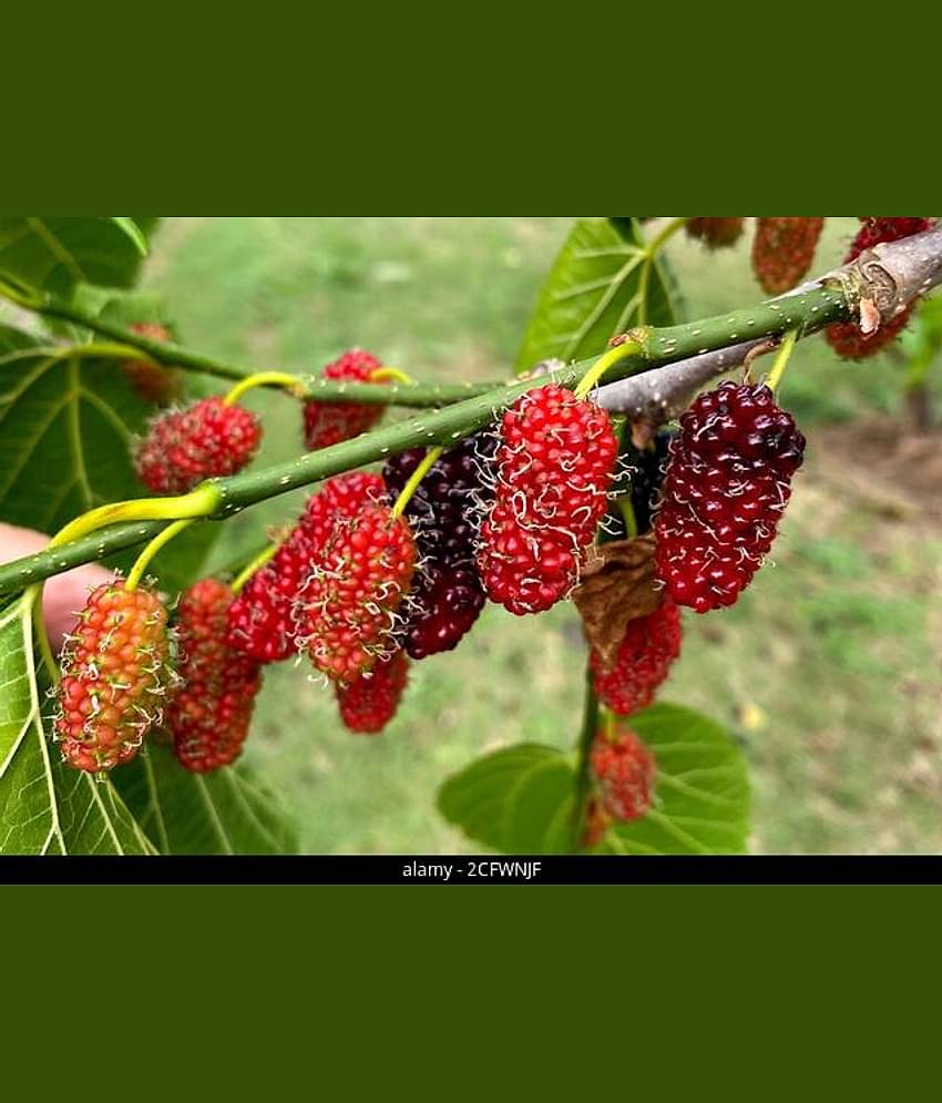 Mulberry Sahtoot 100 seeds pack with 100 gm cocopeat and user manual