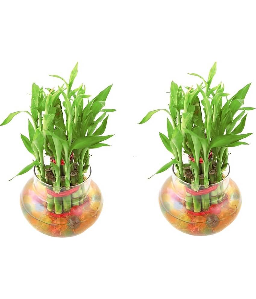 Green plant indoor - Green Wild Artificial Flowers With Pot ( Pack of 2 )