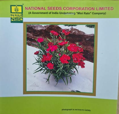 NSC Dianthus mix flower seed - 1 gram