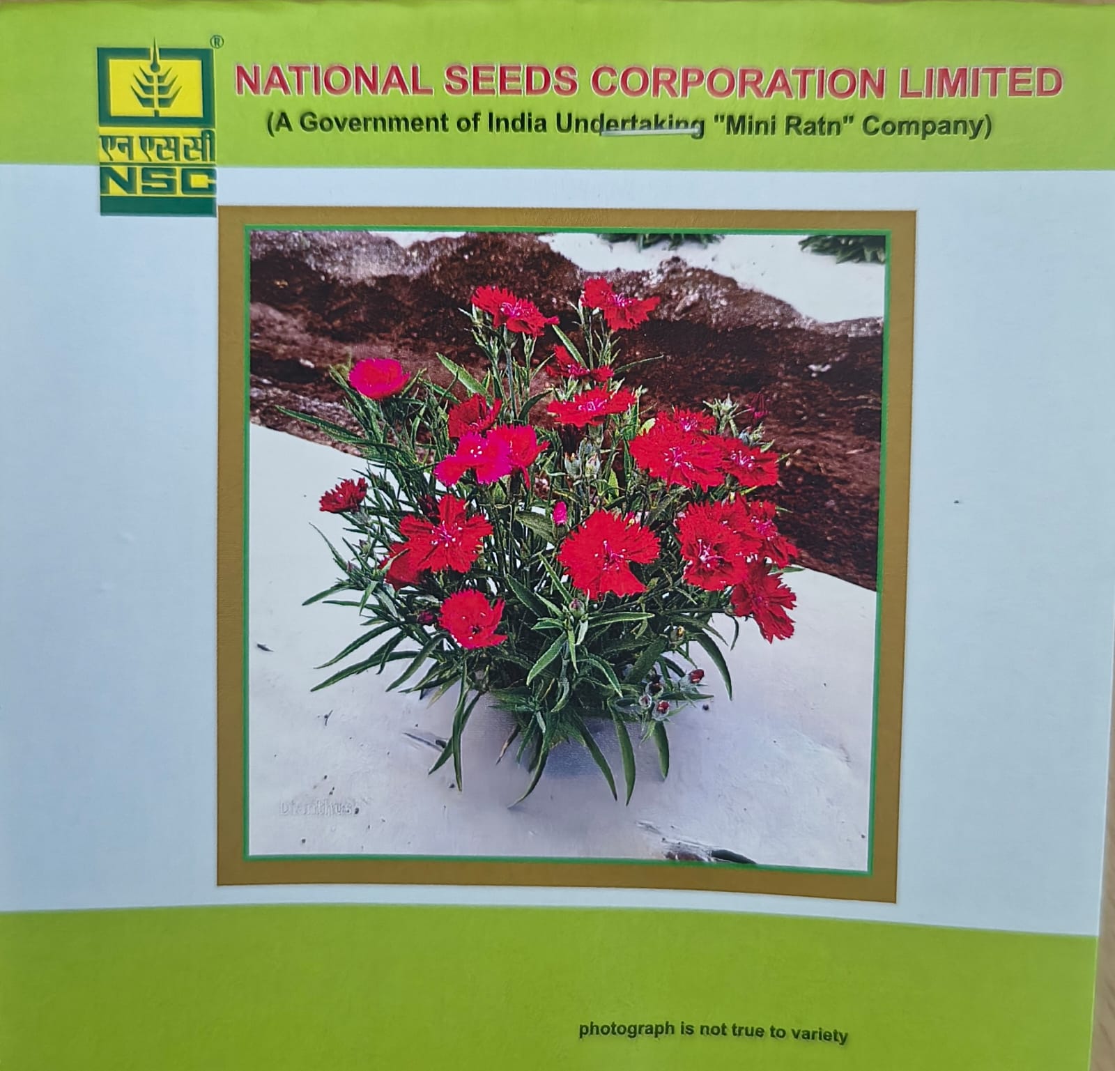 NSC Dianthus mix flower seed - 1 gram