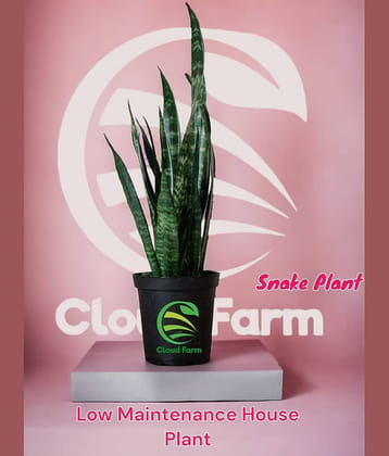 Cloud Farm Outdoor Ornamental Plant ( Pack of 1 )