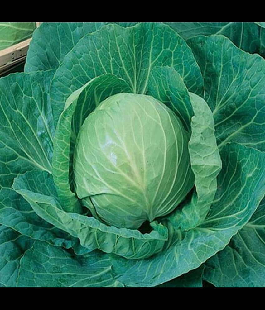 Infintegreen Cabbage Vegetable ( 100 Seeds )