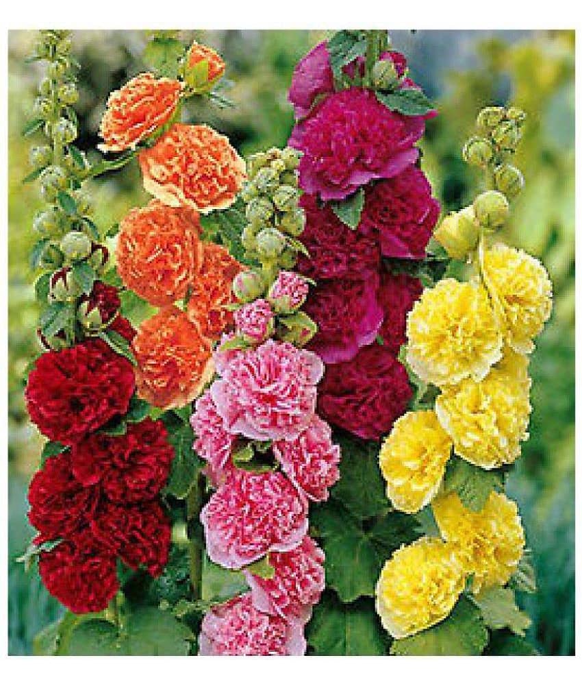 spring mix hollyhock seeds with growing seeds