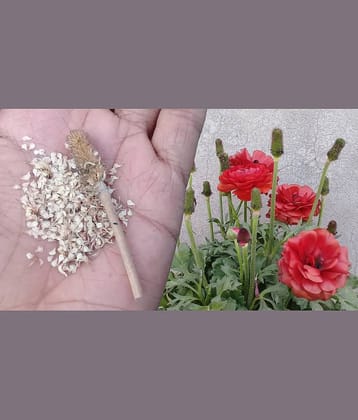 Ranunculus Asiaticus Flower Seeds | Hybrid Seeds