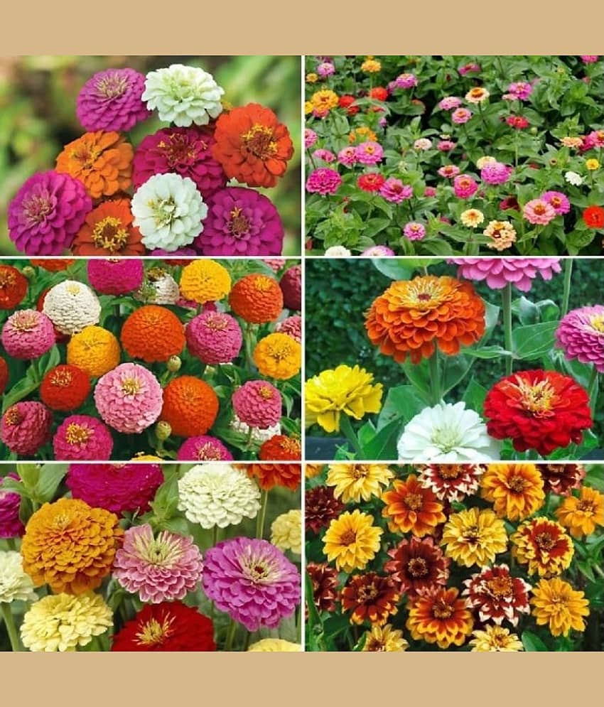 sky star agro & co. - Zinnia Mixed Flower ( 20 Seeds )