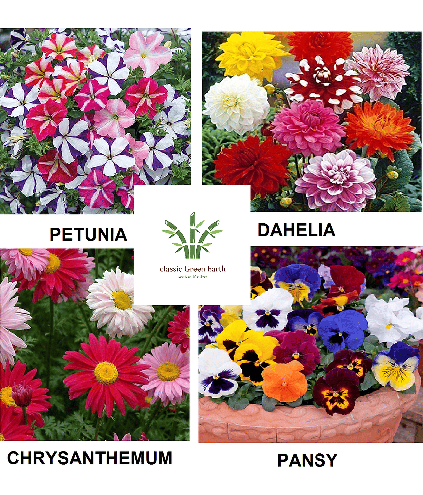petunia + dahelia +chrysanthemum + pany 100 + seeds with cocopeat