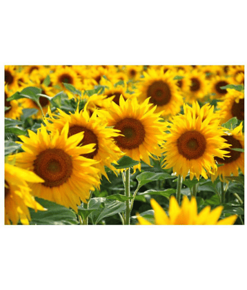 INNATE Organics Sunflower High Germinated Seeds