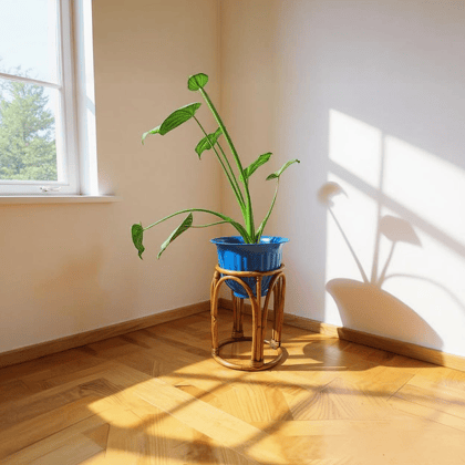 Cane & Bamboo Stand Plant Holder - Flower Vase Plant Stand