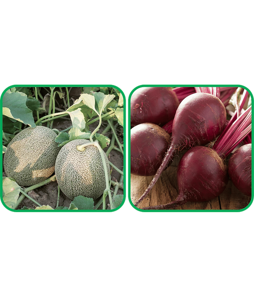 Aero Seeds Beetroot ( 100 Seeds) And Muskmelon ( 30 Seeds) Vegetable Seeds Pack