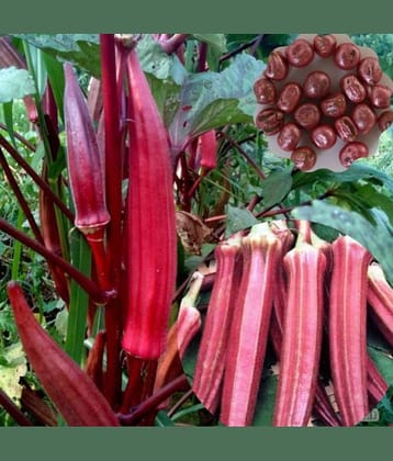 homeagro- Red Lady Finger Vegetable Seeds (Pack of 50 )