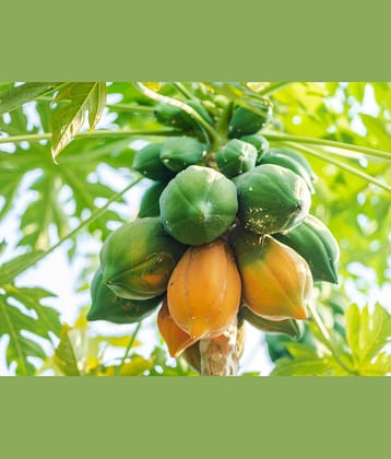 homeagro - Papaya Vegetable ( 50 Seeds )