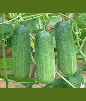 Vedhahi Hybrid Cucumber Vegetable ( 10 Seeds )
