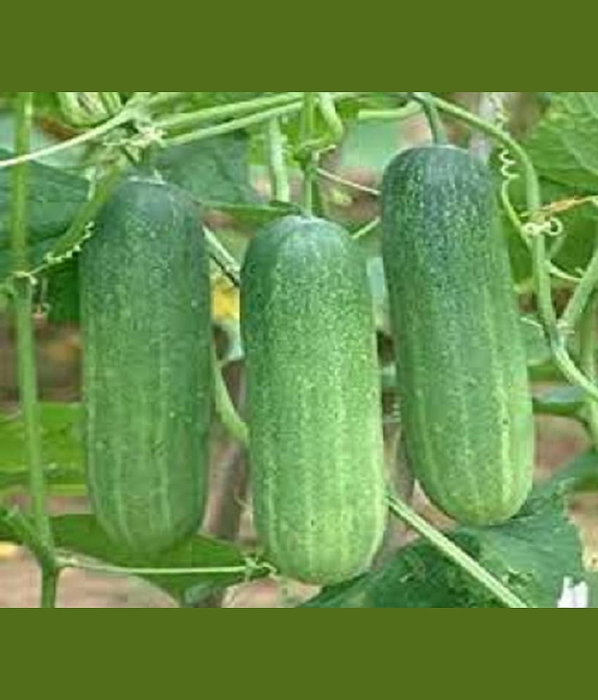 Vedhahi Hybrid Cucumber Vegetable ( 10 Seeds )