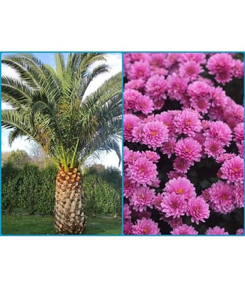 homeagro - Combo of Areca palm Plant ( 5 Seeds ) and Chrysanthemum Flower ( 50 seed )