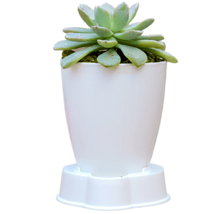Birthright || Succulents || Plant