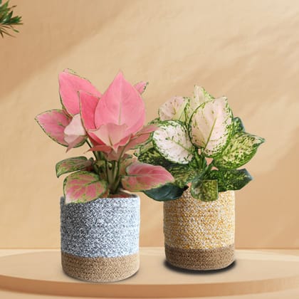 Aglao Valentines Duo