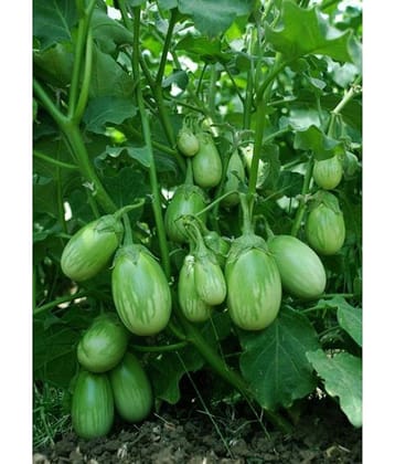 BRINJAL GREEN GOL Seed, F1 Hybrid (50 seeds)