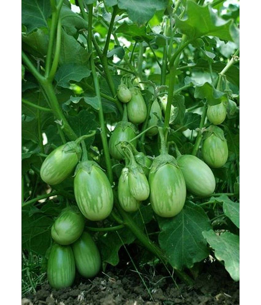 BRINJAL GREEN GOL Seed, F1 Hybrid (50 seeds)