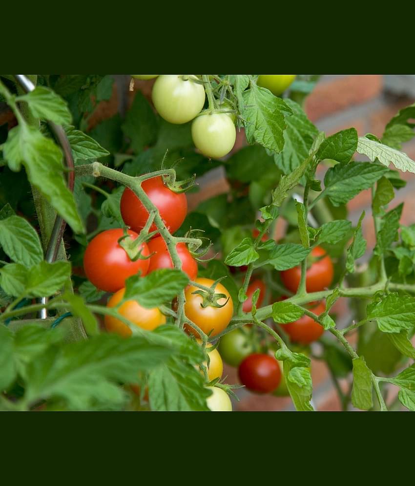 homeagro - Tomato Vegetable ( 100 Seeds )