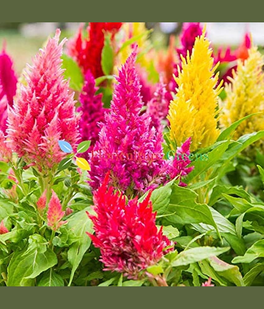 celocea flower seeds 50+ seeds home gardening with coco peat