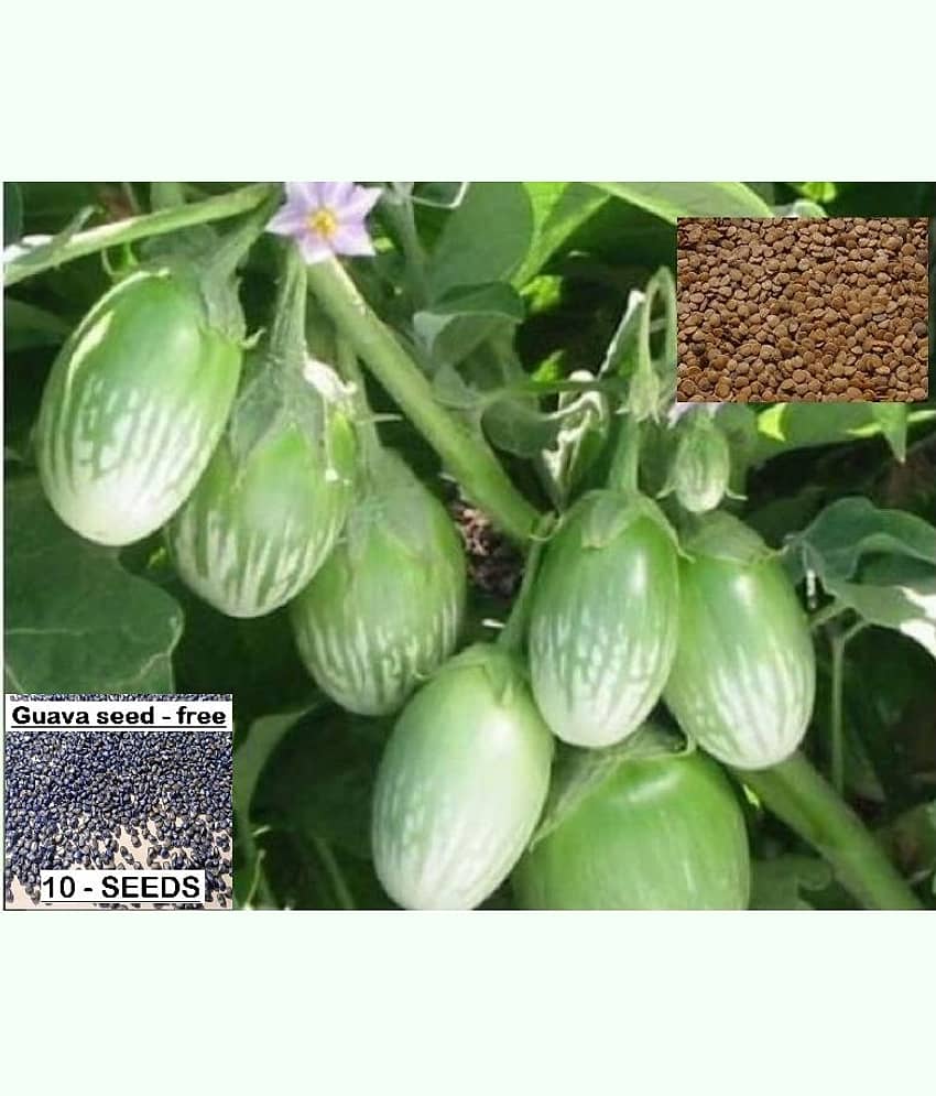 homeagro - Brinjal Vegetable ( 100 Seeds )