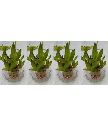 Green plant indoor - Green Wild Artificial Flowers With Pot ( Pack of 4 )