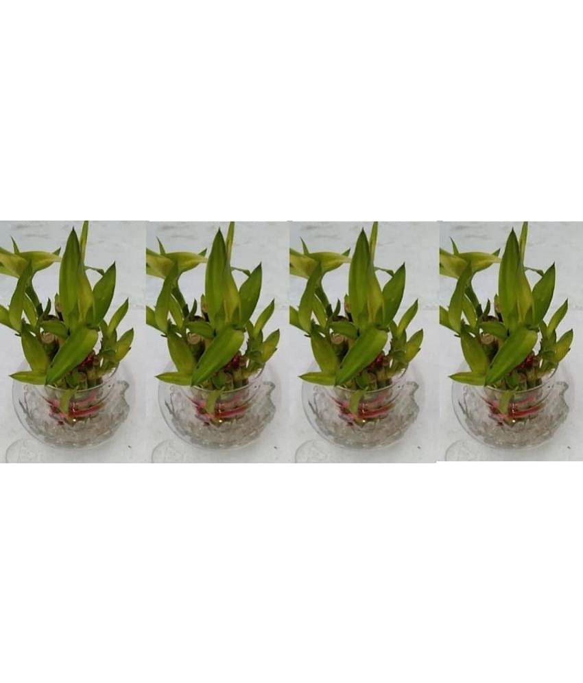 Green plant indoor - Green Wild Artificial Flowers With Pot ( Pack of 4 )
