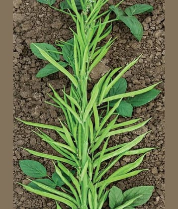 Recron Seeds - Beans Vegetable ( 10 Seeds )