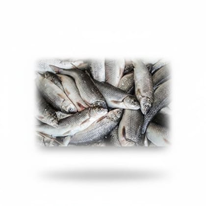 Fresh Rohu Fish - 1 kg - One kilogram of fresh raw fish