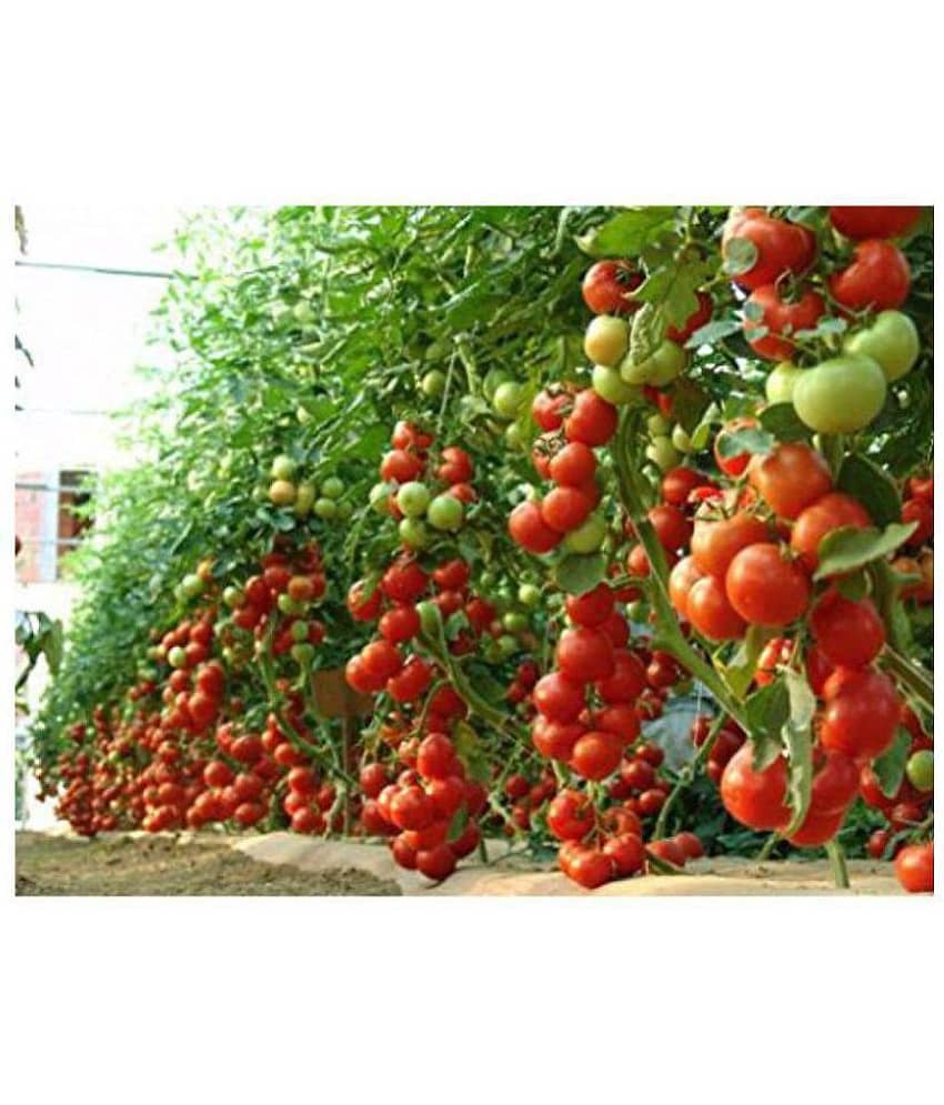 STOREFLIX- Hybrid Indian Tomato 100 Seeds Pack WITH MANUAL