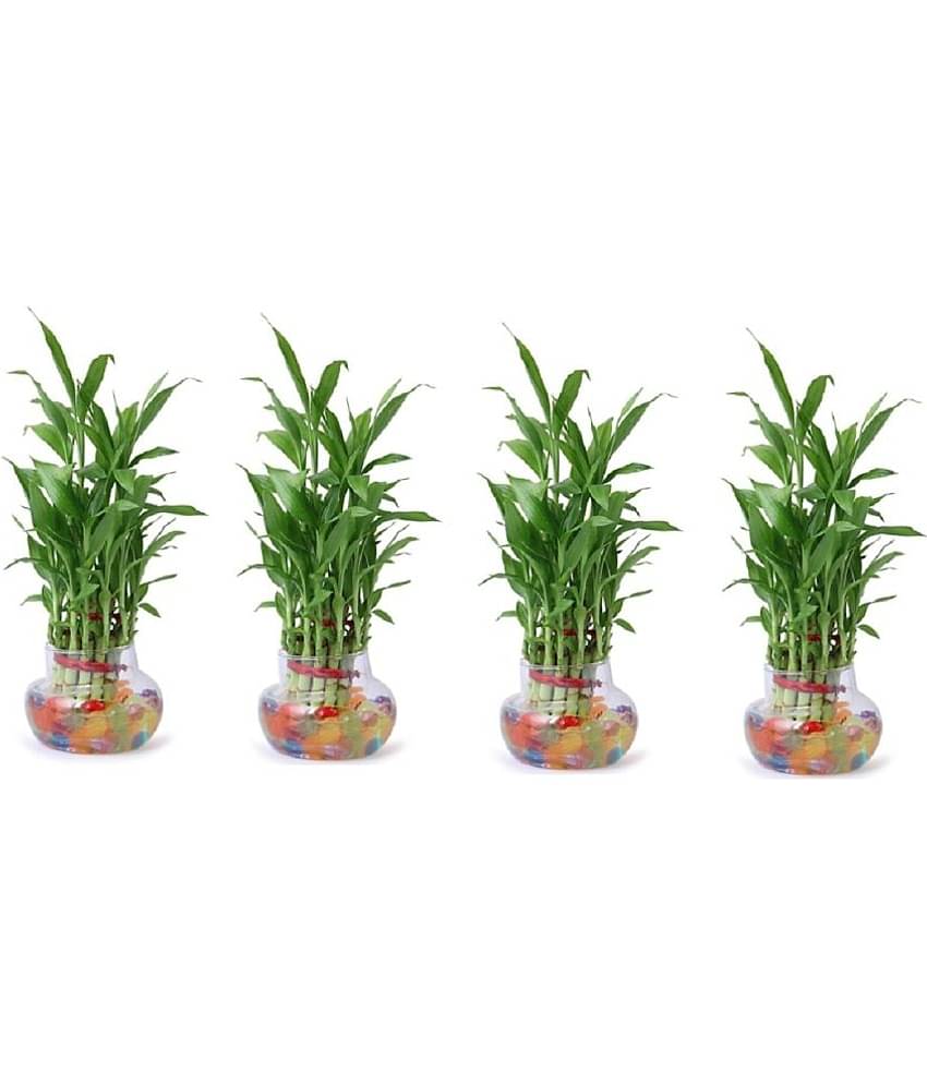 Green plant indoor - Green Wild Artificial Flowers With Pot ( Pack of 4 )