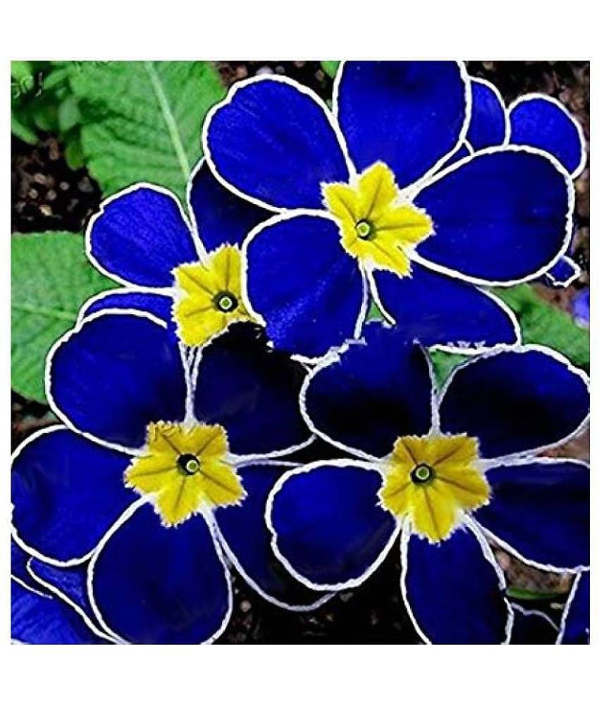 Blue Evening Primrose Flower Seeds