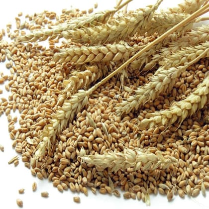 Wheat, 5 Kg