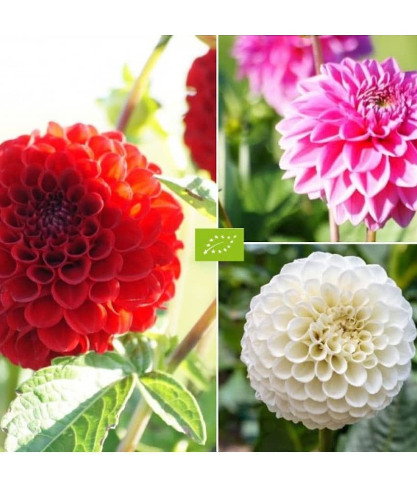 homeagro - Dahlia Mixed Flower ( 25 Seeds )