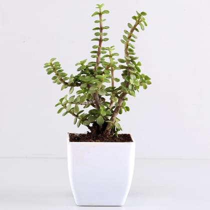 Beautiful Jade Plant In White Plastic Pot