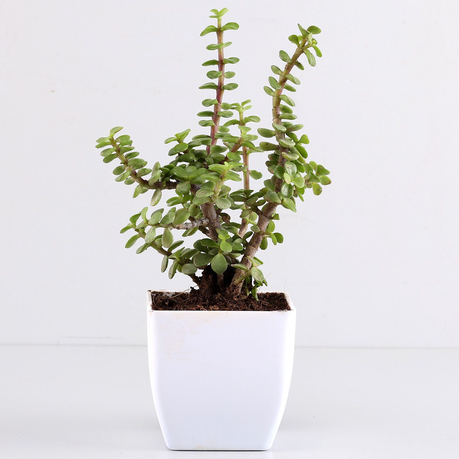 Beautiful Jade Plant In White Plastic Pot