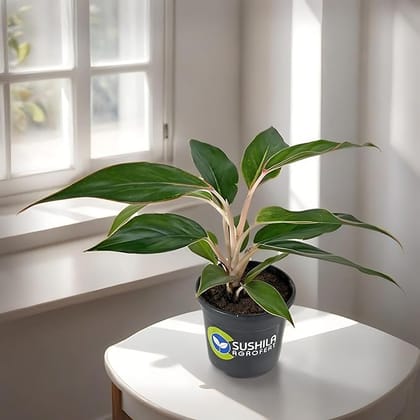 Sushila Agrofert's Aglaonema Black Lipstick Live Plant With Pot Best for Indoor Home Decor Pack Of 2