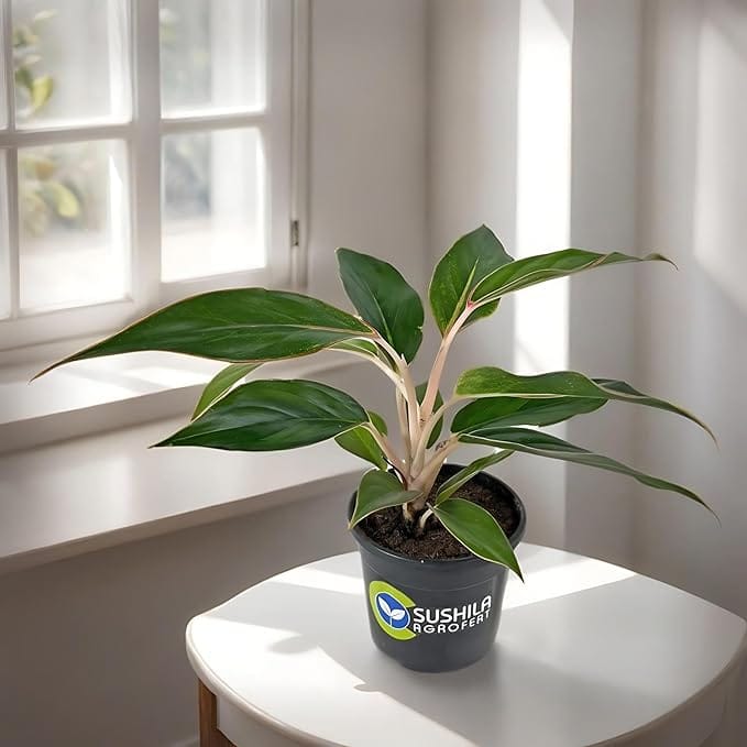 Sushila Agrofert's Aglaonema Black Lipstick Live Plant With Pot Best for Indoor Home Decor