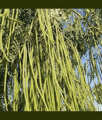 Jignisha Seeds Organic Moringa (Drumstick) Vegetable ( 15 Seeds )