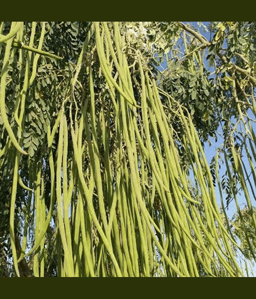 Jignisha Seeds Organic Moringa (Drumstick) Vegetable ( 15 Seeds )