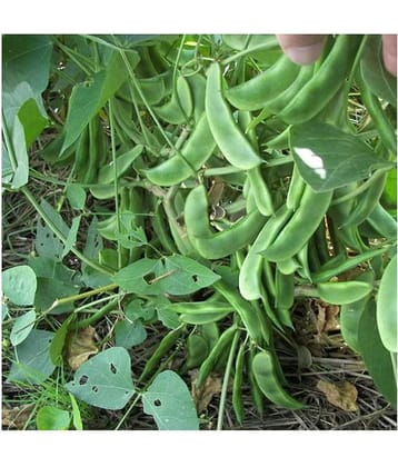 Nature Trade Hybrid Creeper Seeds Beans / Dolichus Beans -Lablab seeds / Seem (Pack of 20 seeds)