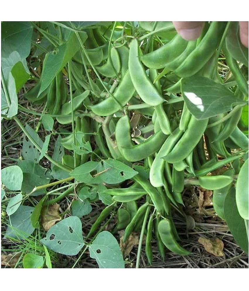 Nature Trade Hybrid Creeper Seeds Beans / Dolichus Beans -Lablab seeds / Seem (Pack of 20 seeds)