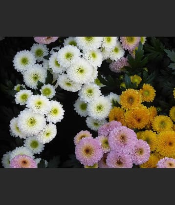 homeagro - Indian Chrysanthemum Mixed Flower ( 50 Seeds )