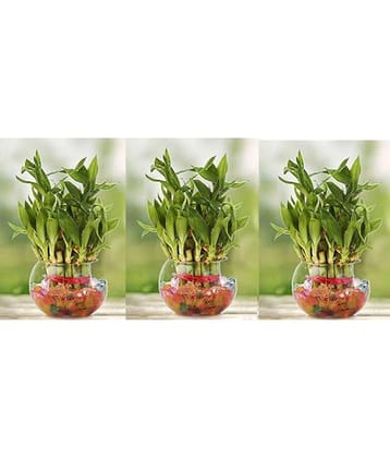 Green plant indoor - Green Wild Artificial Flowers With Pot ( Pack of 3 )