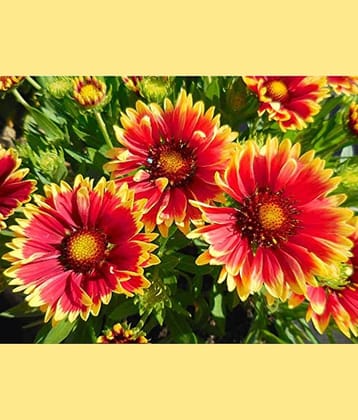 Gaillardia aristata flower 50 seeds