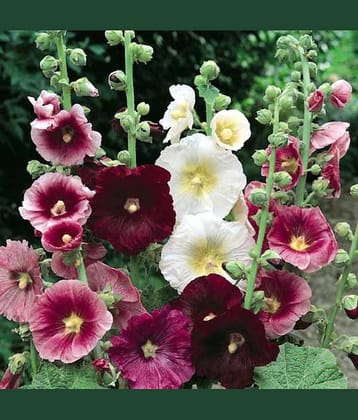 MIX COLOR PREMIUM HOLLYHOCK FLOWER 30 SEEDS PACK MORE THAN 5 COLOR PLANT SEEDS WITH FREE GIFT COCO PEAT AND USER MANUAL FOR HOME GARDENING