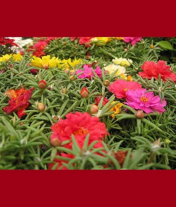 PORTULACA FLOWER MIX COLOR 100 SEEDS PACK FLOWER PLANT SEEDS WITH FREE GIFT COCO PEAT AND USER MANUAL FOR HOME GARDENING