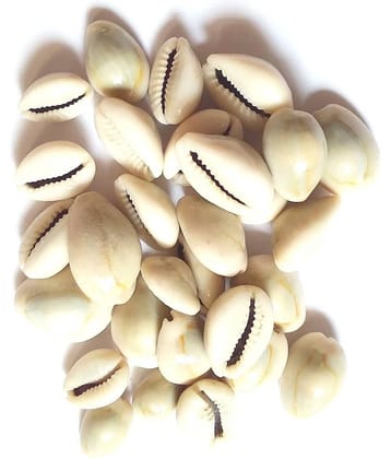 VINARGHYA Natural Kaudi Seed / Laxmi Kawadi / Kavadi / Kodi / Kowdi / Cowry 108 no.s