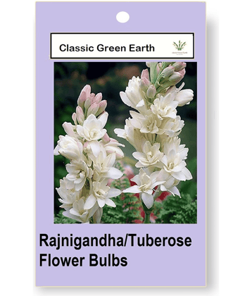 CLASSIC GREEN EARTH - Flower Seeds ( Rajnigandha/Tuberose Flower 2 Bulbs Home Gardening )