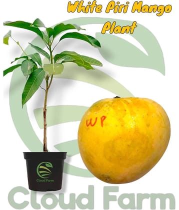 Cloud Farm Outdoor Fruit Plant ( Pack of 1 )